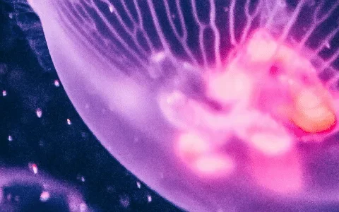 Close-up of glowing jellyfish in a dark underwater scene.