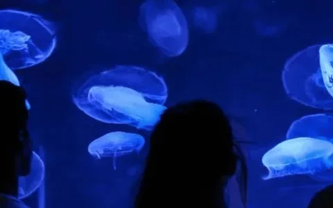 Silhouettes of people observing jellyfish in a blue-lit aquarium exhibit.